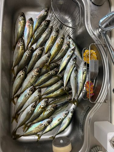 アジの釣果