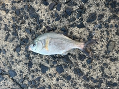 ウミタナゴの釣果