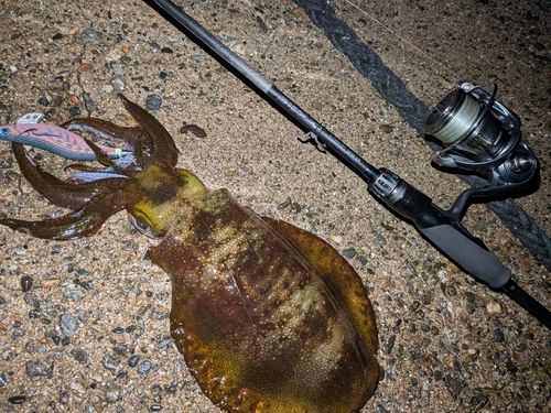 アオリイカの釣果