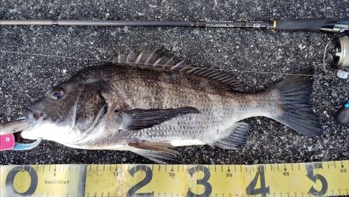 チヌの釣果
