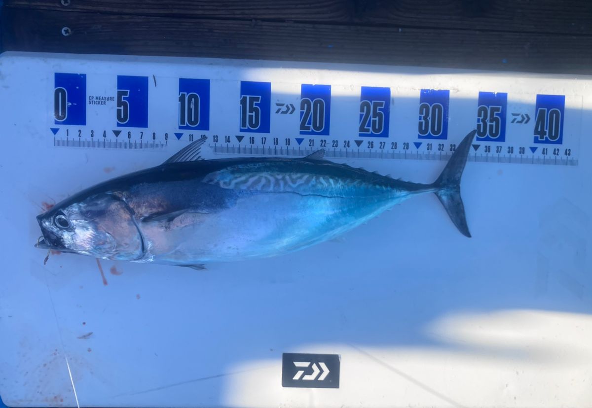 アングラーナーヒャンさんの釣果 1枚目の画像