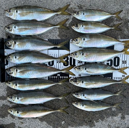 マアジの釣果