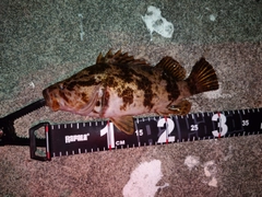 ベッコウゾイの釣果