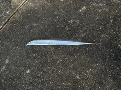 タチウオの釣果