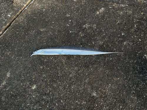 タチウオの釣果