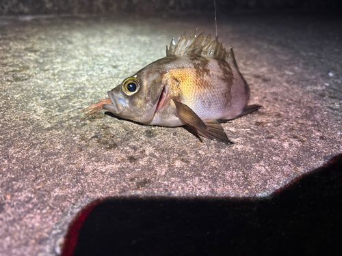 メバルの釣果