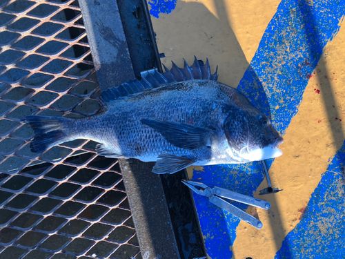 クロダイの釣果