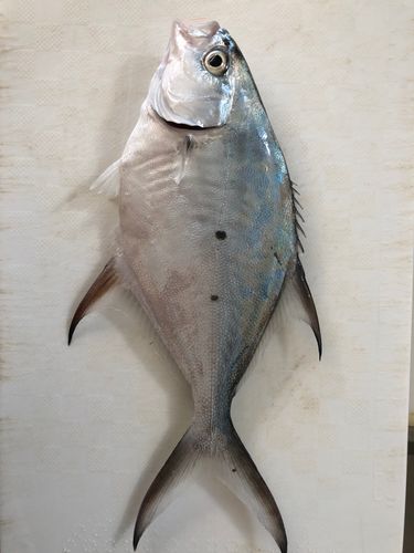 コバンアジの釣果