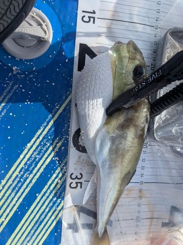 シロサバフグの釣果