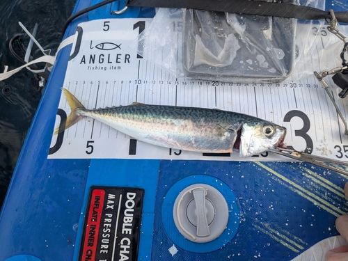 サバの釣果