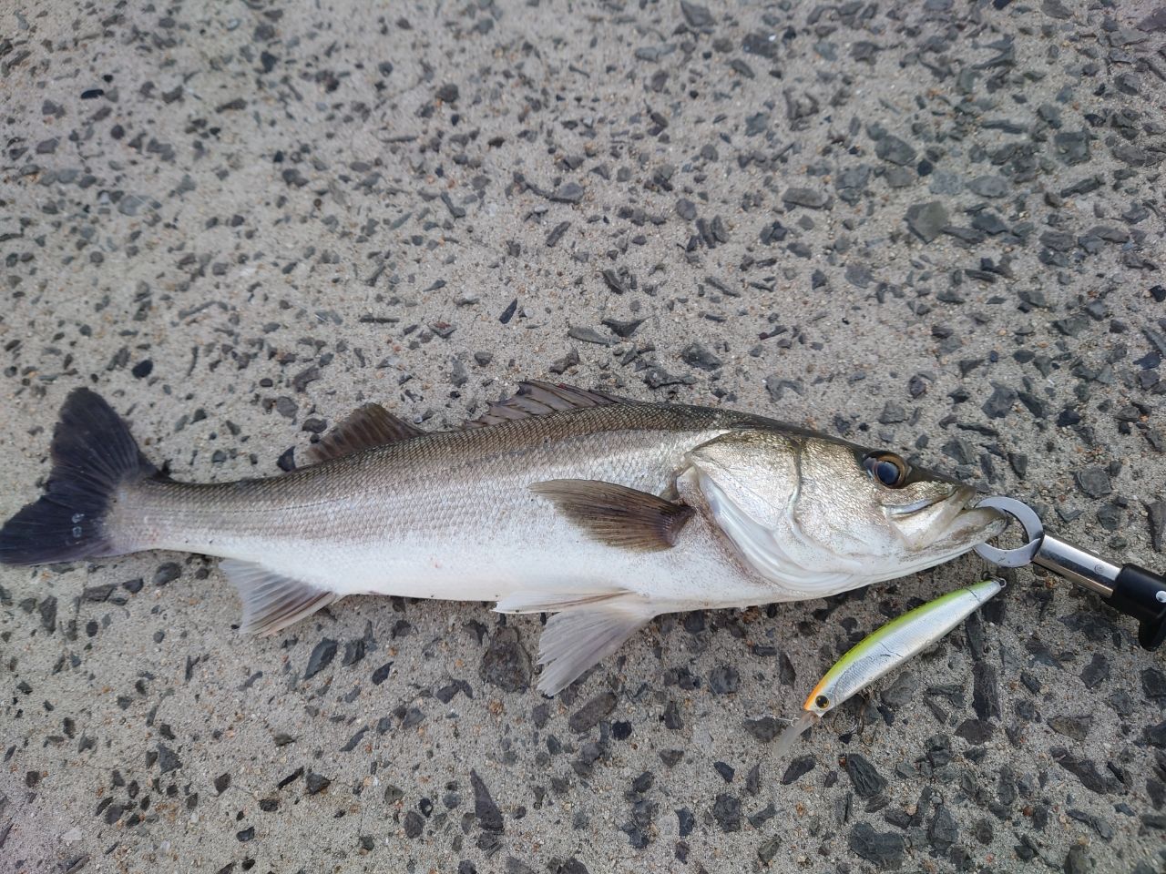 SHIMANO 20コルトスナイパー XR S96Mの最安値・インプレ・釣果 | 本音