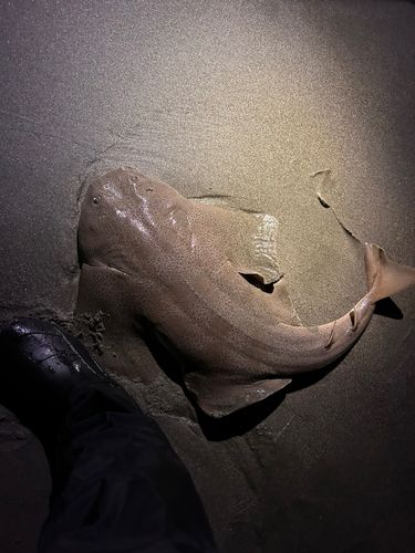 カスザメの釣果