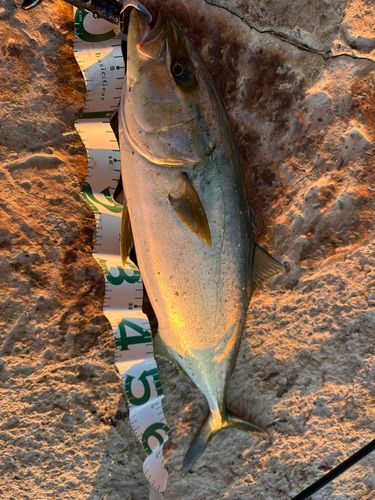 ヒラマサの釣果