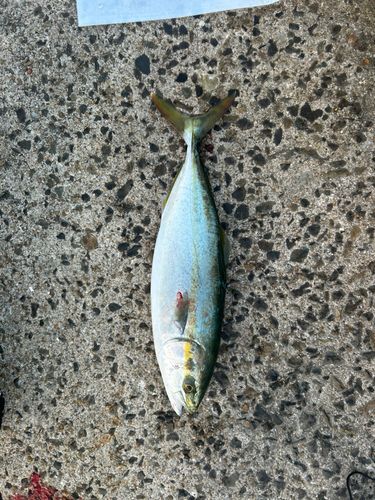 ヤズの釣果