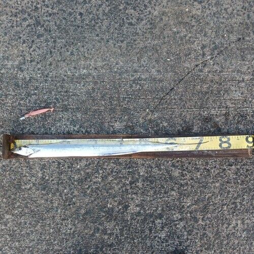 タチウオの釣果