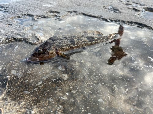 コノシロの釣果