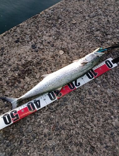 サゴシの釣果