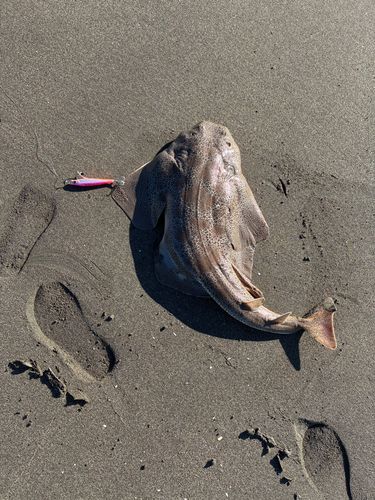 カスザメの釣果