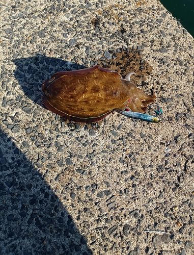 コウイカの釣果