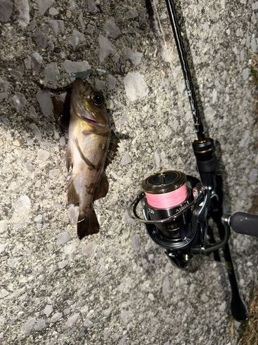 シロメバルの釣果