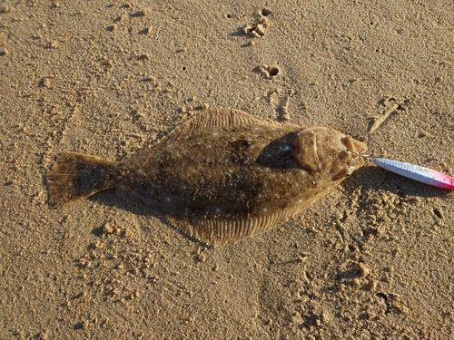 ヒラメの釣果