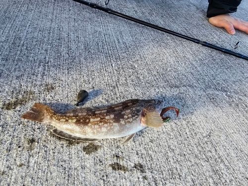 アイナメの釣果