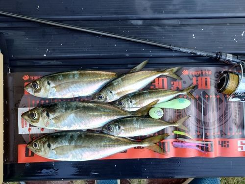 マアジの釣果