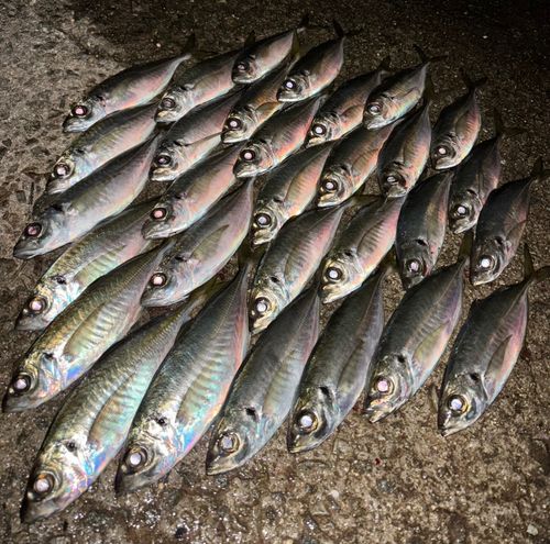 アジの釣果