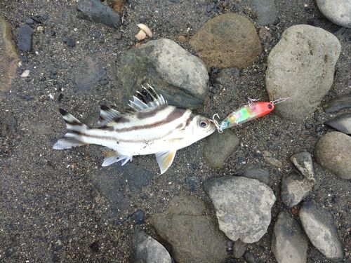 コトヒキの釣果