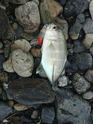 ギンガメアジの釣果