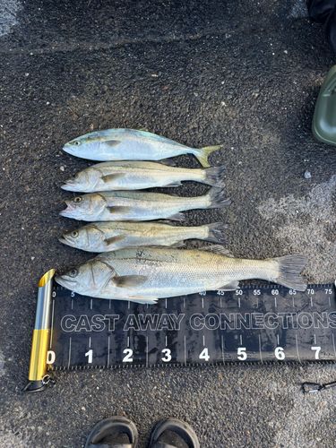シーバスの釣果