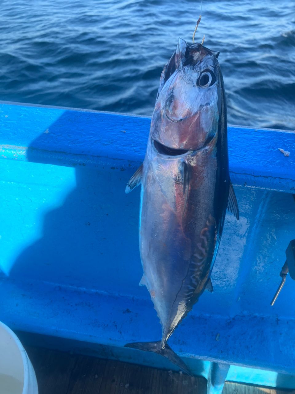 アングラーナーヒャンさんの釣果 2枚目の画像