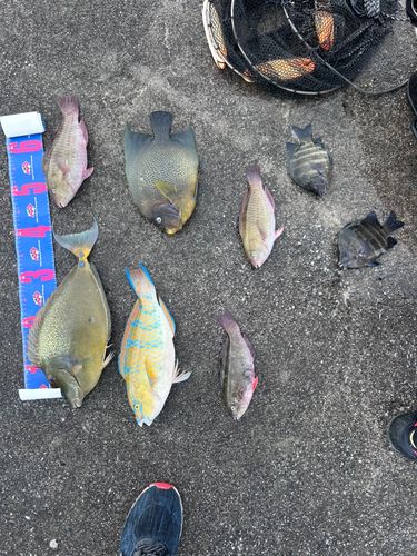 チヌマンの釣果