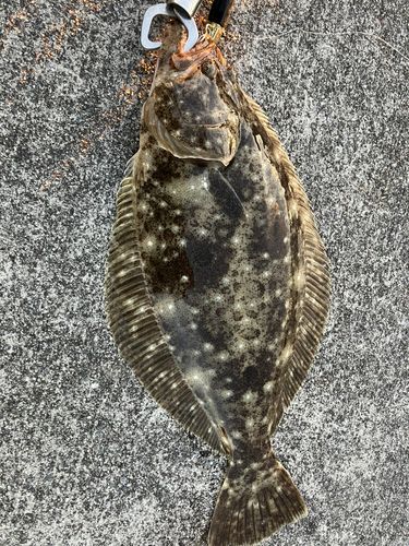 ヒラメの釣果