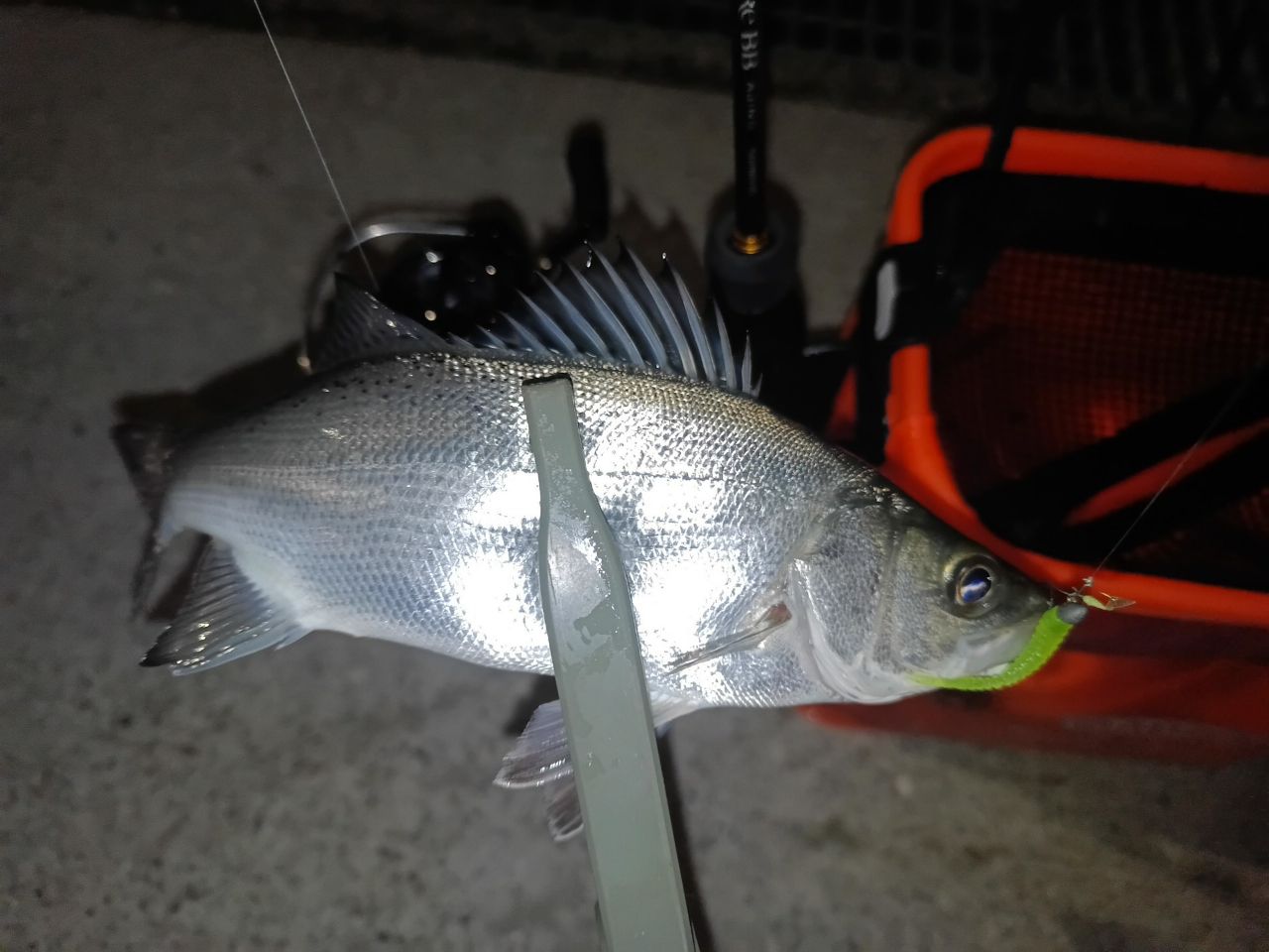 セイゴ（ヒラスズキ）