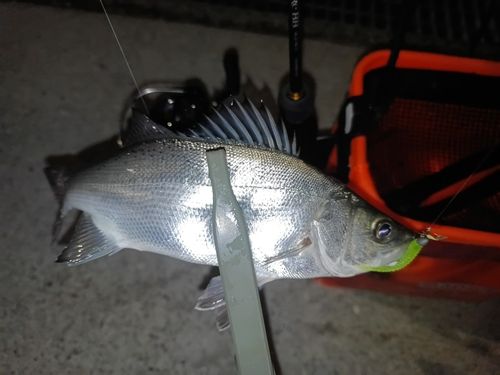 セイゴ（ヒラスズキ）の釣果