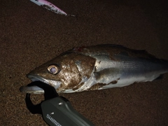 ハネ（マルスズキ）の釣果