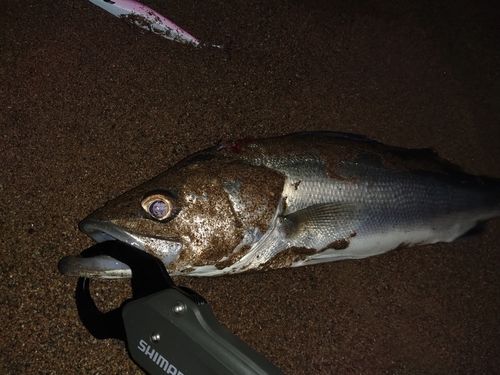 ハネ（マルスズキ）の釣果