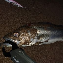 ハネ（マルスズキ）