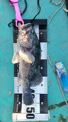 クロソイの釣果