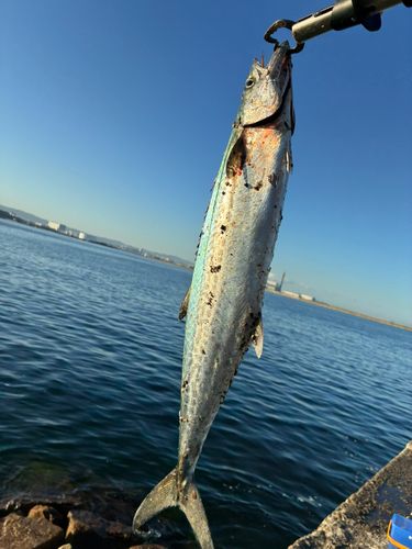 サゴシの釣果