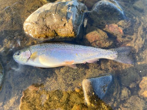 ニジマスの釣果