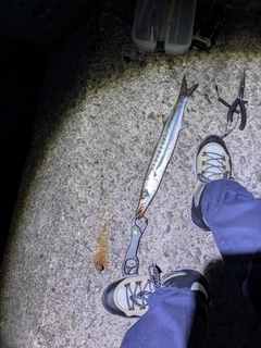 アカカマスの釣果