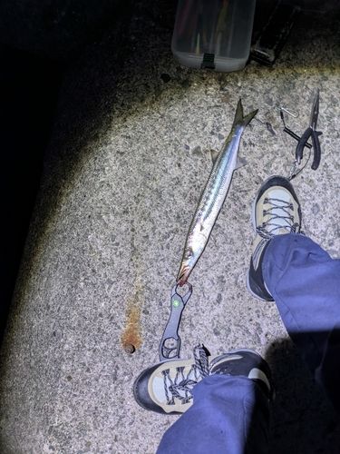 アカカマスの釣果