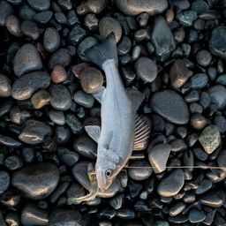 セイゴ（ヒラスズキ）