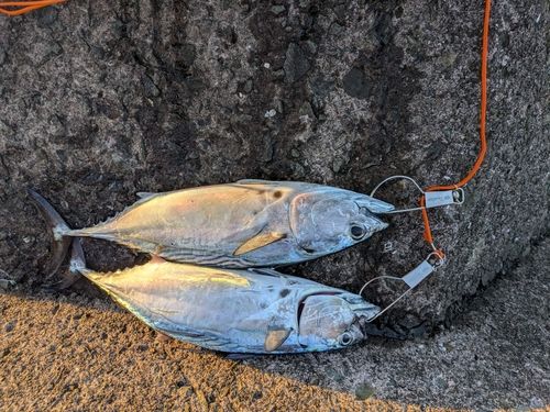 スマガツオの釣果