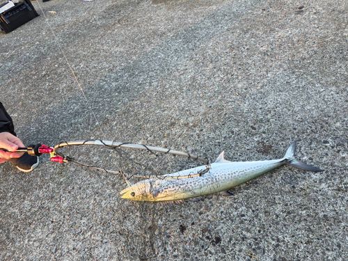 サワラの釣果