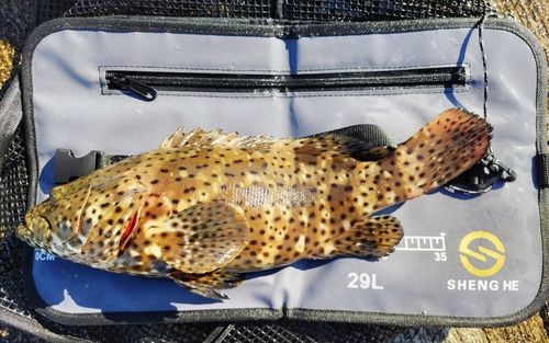 ヤイトハタの釣果