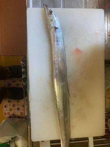 タチウオの釣果