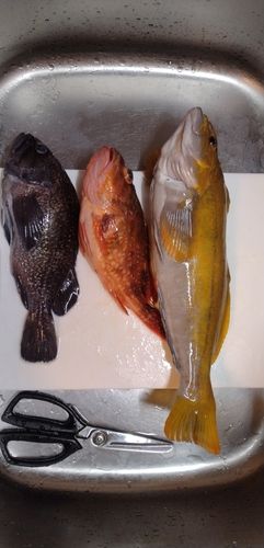 アイナメの釣果